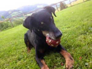 11377369_10203083107759168_3698525969167442004_n