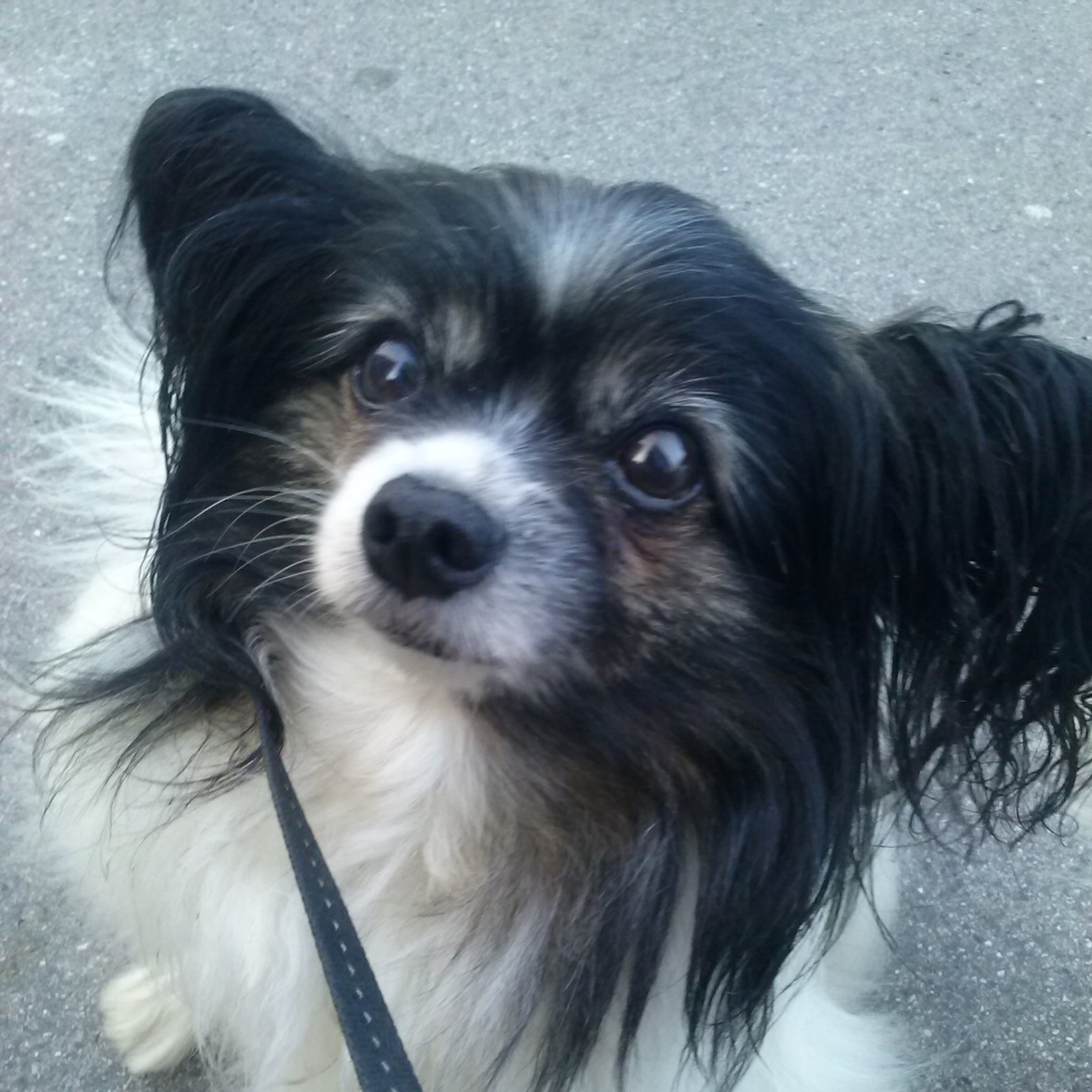 Ich bewerfe meine Hunde – und stehe&nbsp;dazu!