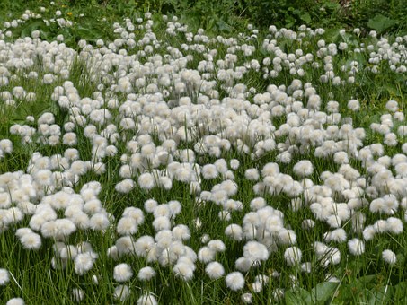 scheuchzers-cottongrass-175412__340