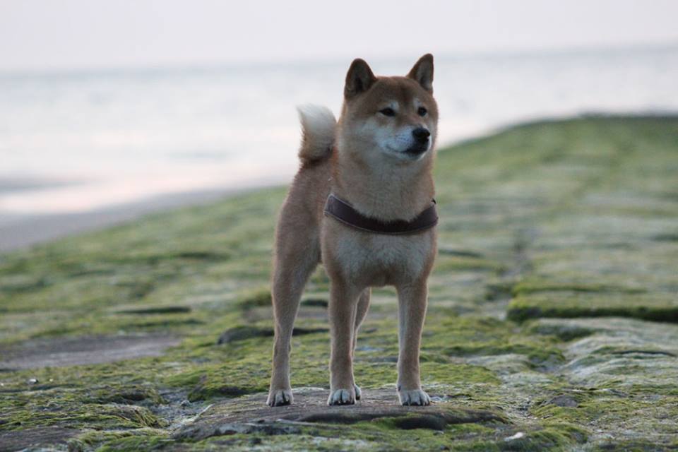 17792440_1376617305733506_1900266177_n