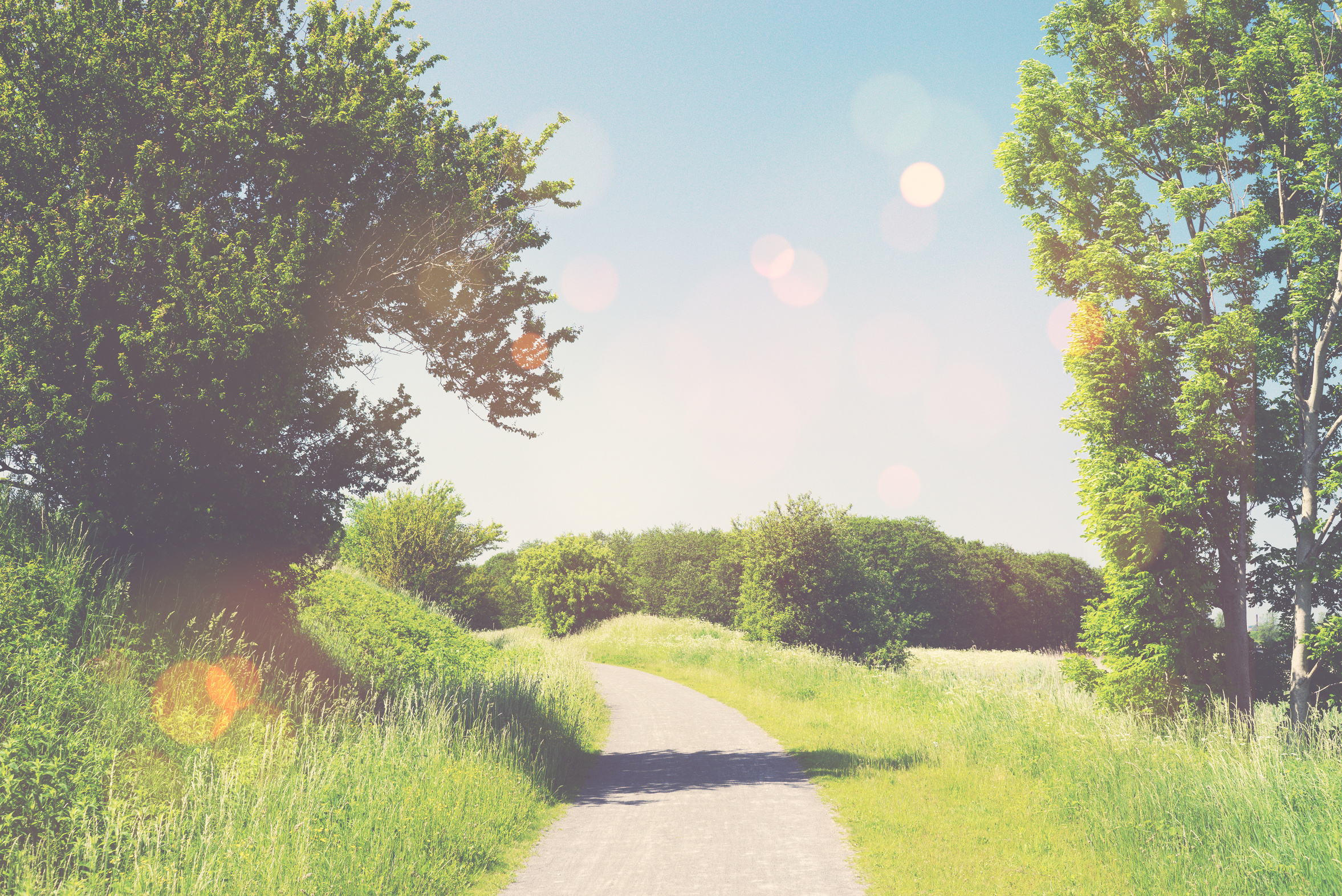 Nature trail in a summer landscape