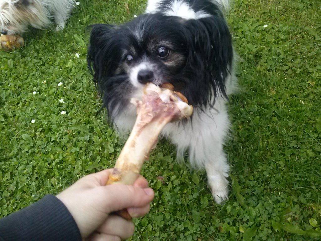 Yoyo – ein Tag im Leben eines behinderten Hundes |&nbsp;PiusLucius