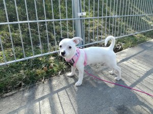 BabyFlockePiusLucius