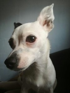 Flocke - Chihuahua Hündin