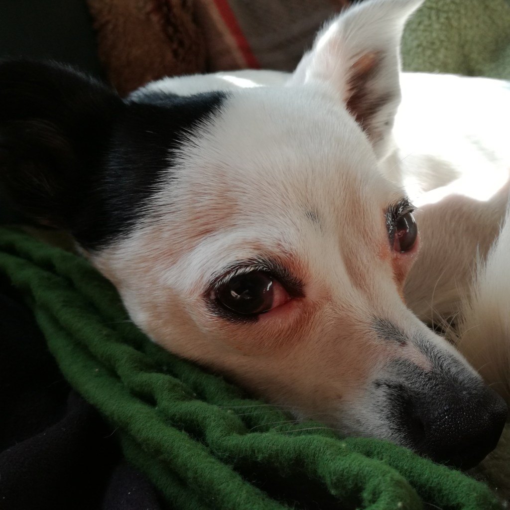 Neue Wagnisse und Panik im Kino – MoRü September & Oktober&nbsp;2019